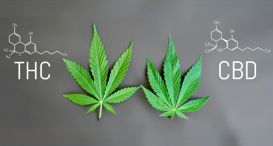 Le Differenze tra CBD e THC: I Due Cannabinoidi a Confronto