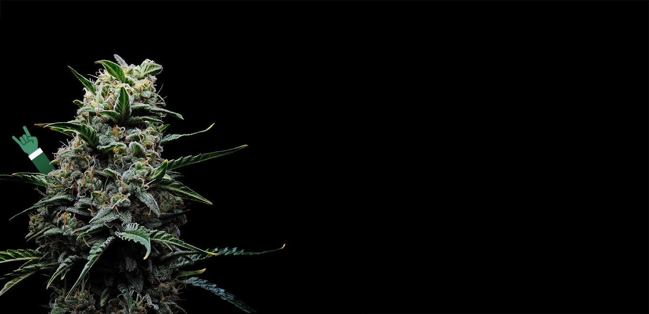 La Madre <br>DI TUTTI <span>I CANNABINOIDI</span>
