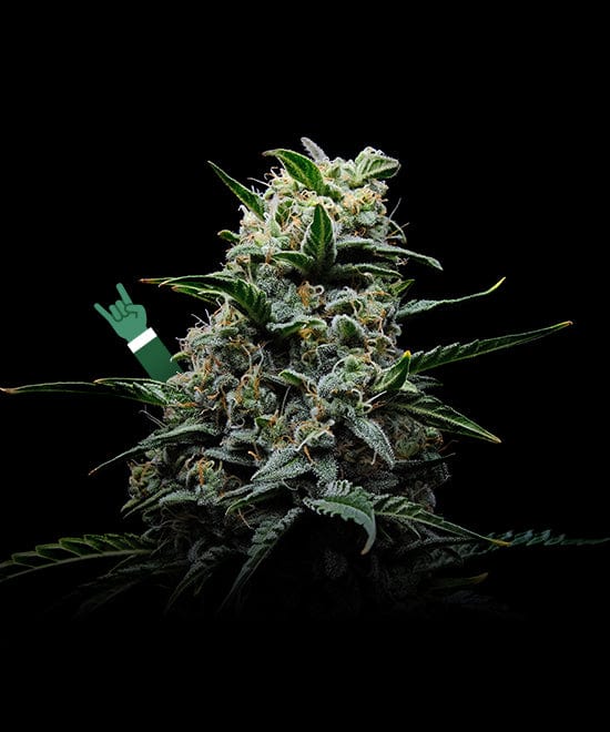 La Madre <br>DI TUTTI <span>I CANNABINOIDI</span>