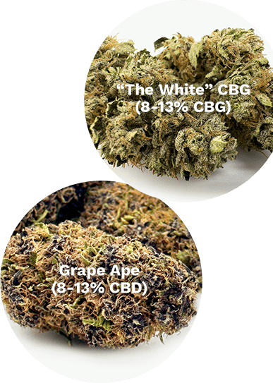 La Madre <br>DI TUTTI <span>I CANNABINOIDI</span>