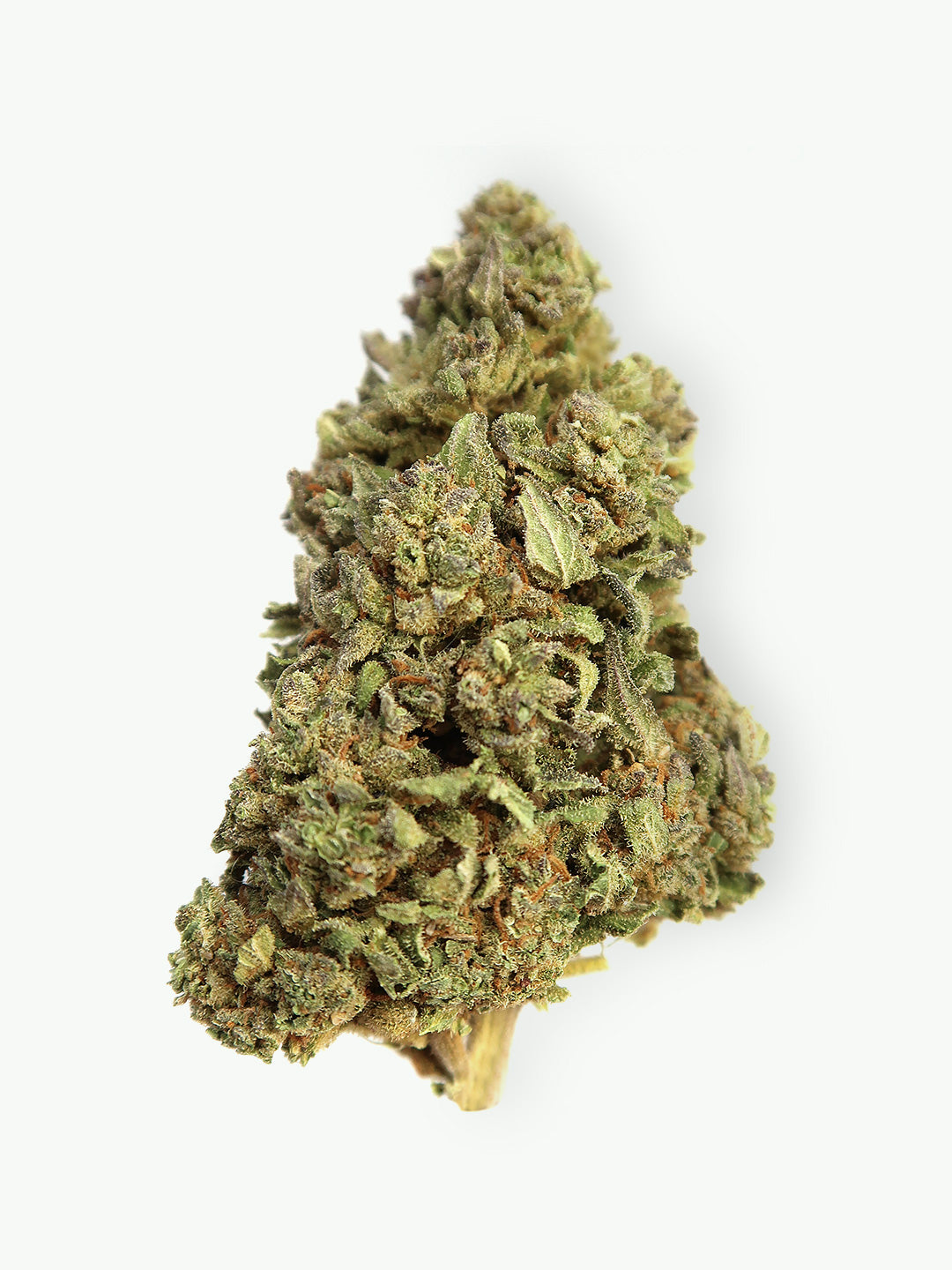 Immagine principale dei fiori di CBD Cheese
